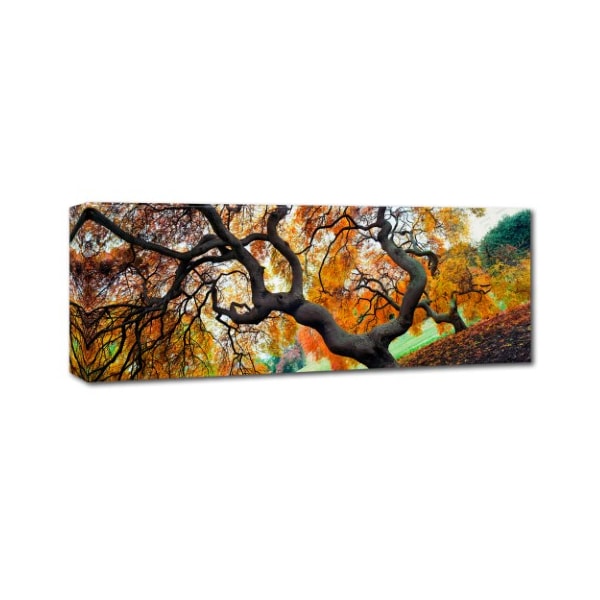 Gregory O'Hanlon 'Japanese Maple Trees' Canvas Art,10x32